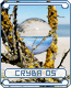 cryba05