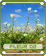 fleur02