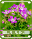 fleur04