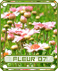 fleur07