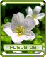 fleur08