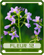 fleur12