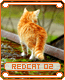 redcat02