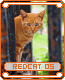 redcat05