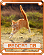 redcat08