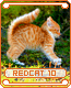 redcat10